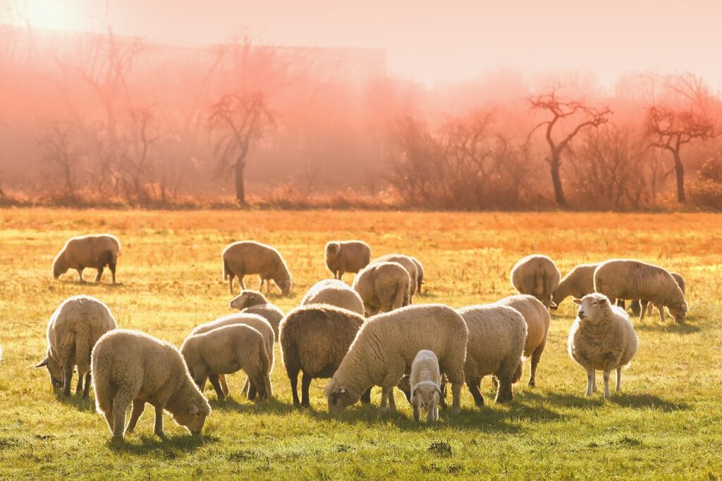 sheeps, lambs, flock, animals, graze, farm animals, grass, livestock, wool, animal world, meadow, field, nature, landscape, morning, sheeps, sheeps, sheeps, sheeps, lambs, lambs, flock, flock, farm animals, farm animals, farm animals, farm animals, farm animals, livestock, livestock, livestock, livestock, wool, wool, morning